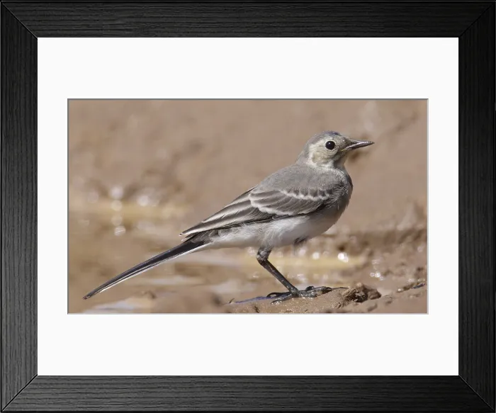 Framed Print : Pied Wagtail, Motacilla yarrellii