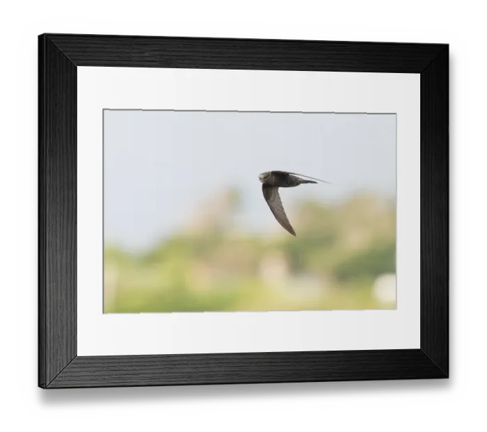 Framed Print : Common Swift, Apus apus