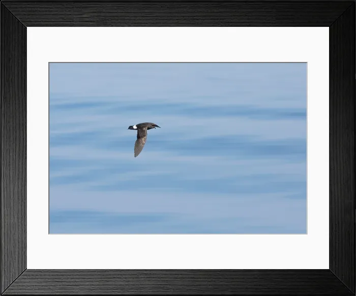 Framed Print : European Storm-Petrel (Hydrobates pelagicus)