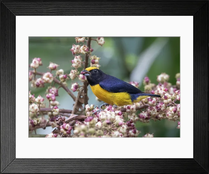 Framed Print : Orange-bellied Euphonia (Euphonia xanthogaster)