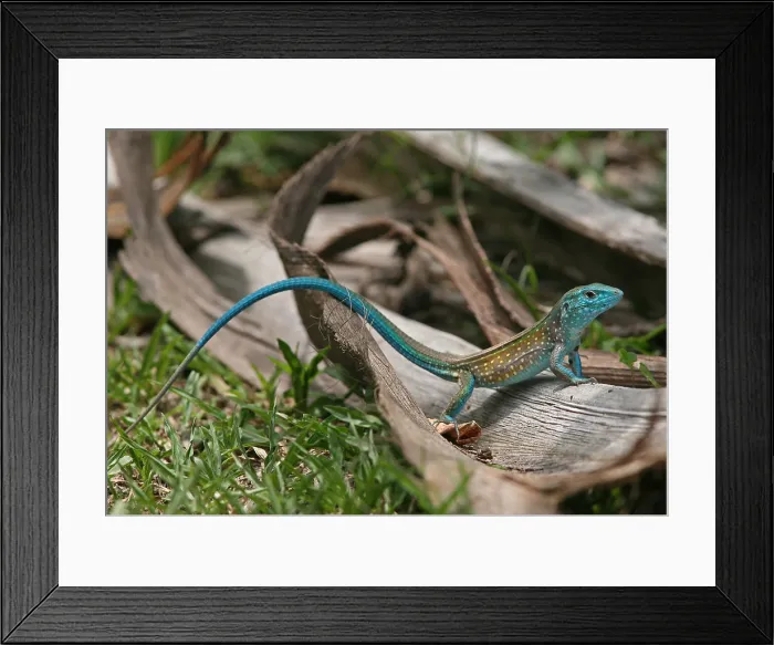 Framed Print : Rainbow Whiptail (Cnemidophorus lemniscatus))