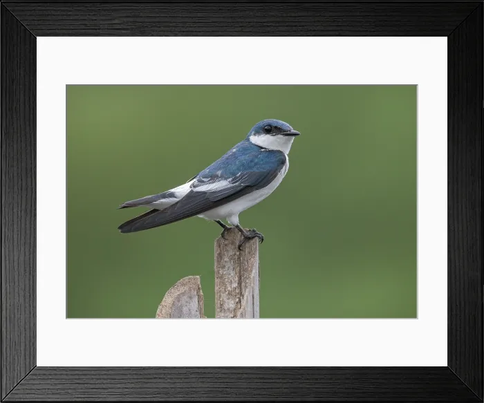 Framed Print : White-winged Swallow (Tachycineta albiventer) Framed Print : White-winged Swallow (Tachycineta albiventer)