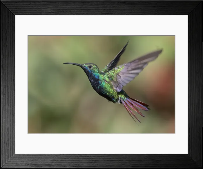 Framed Print : Black-throated Mango (Anthracothorax nigricollis)