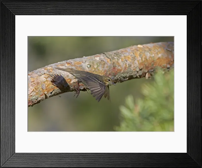 Framed Print : Boompieper, Tree Pipit, Anthus trivialis