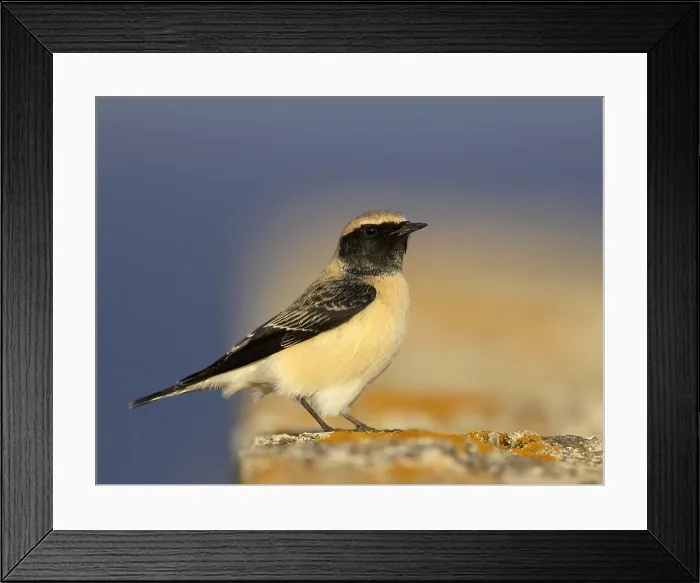 Framed Print : Bonte Tapuit, Pied Wheatear, Oenanthe pleschanka
