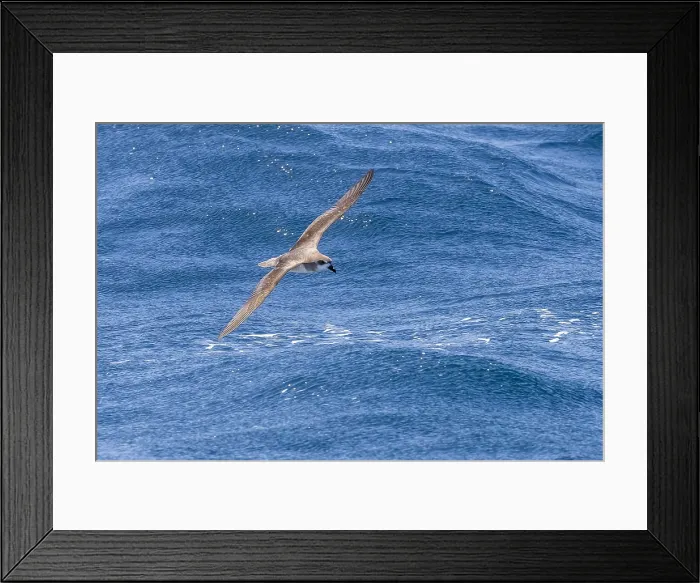Framed Print : Cape Verde Petrel (Pterodroma feae) flying off Raso