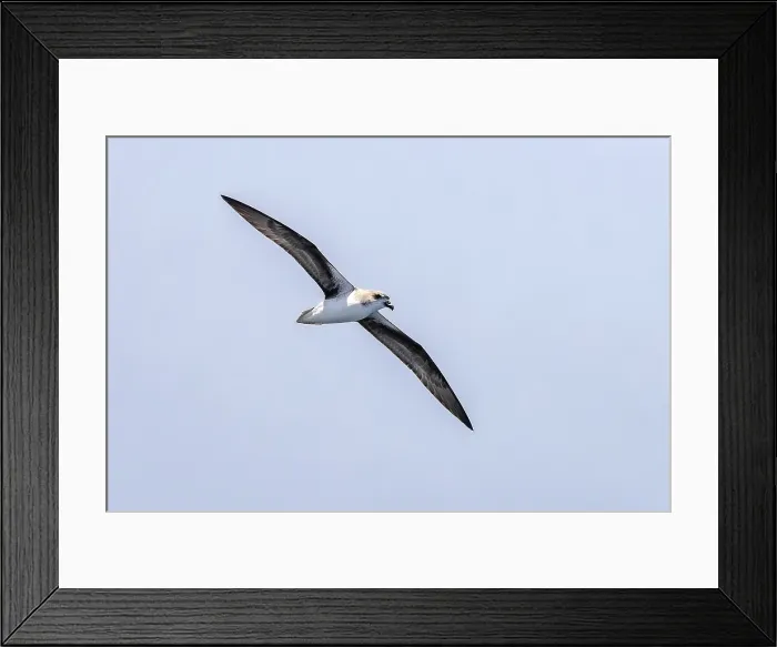 Framed Print : Cape Verde Petrel (Pterodroma feae) flying off Raso