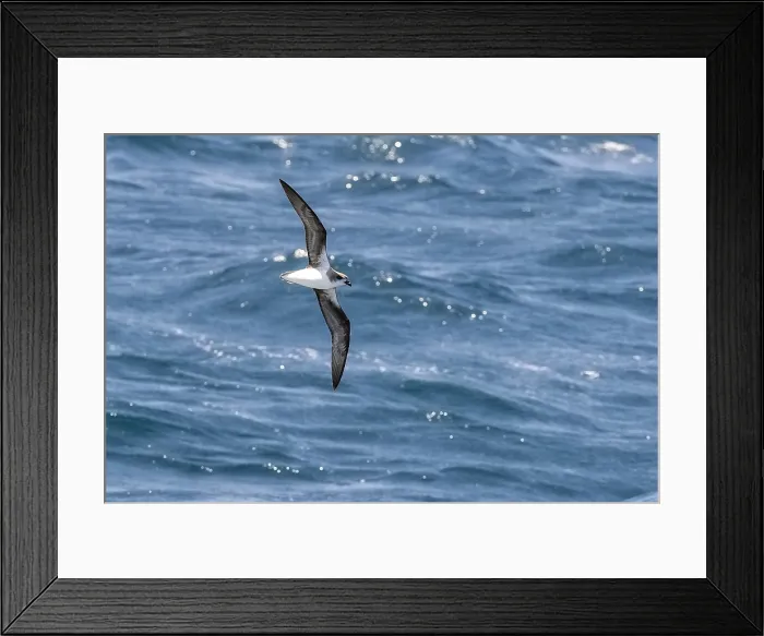 Framed Print : Cape Verde Petrel (Pterodroma feae) flying off Raso