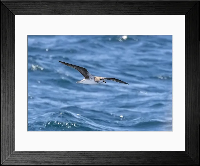 Framed Print : Cape Verde Petrel (Pterodroma feae) flying off Raso