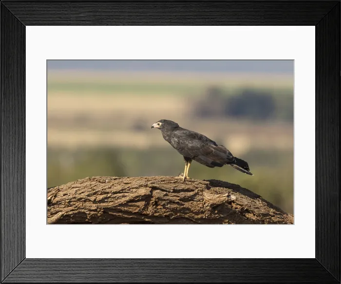 Framed Print : kaalkopkiekendief; african harrier hawk; polyboroides typus;