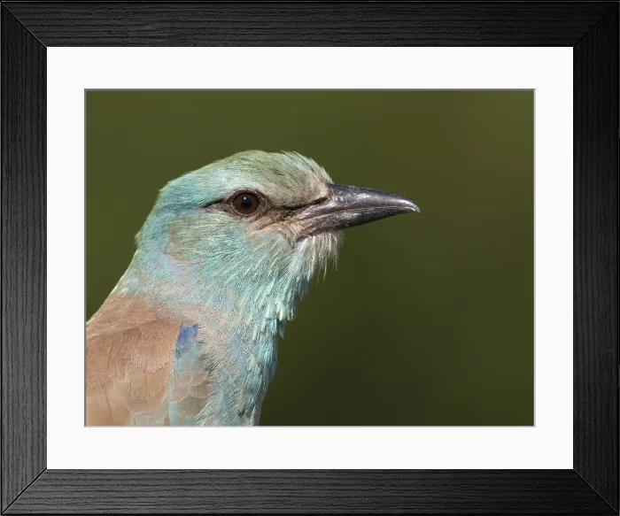 Framed Print : Scharrelaar; European Roller; Coracias garrulus Framed Print : Scharrelaar; European Roller; Coracias garrulus