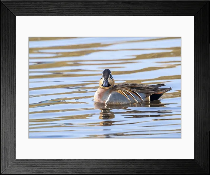 Framed Print : Baikal Teal, Siberische Taling, Sibirionetta formosa Framed Print : Baikal Teal, Siberische Taling, Sibirionetta formosa