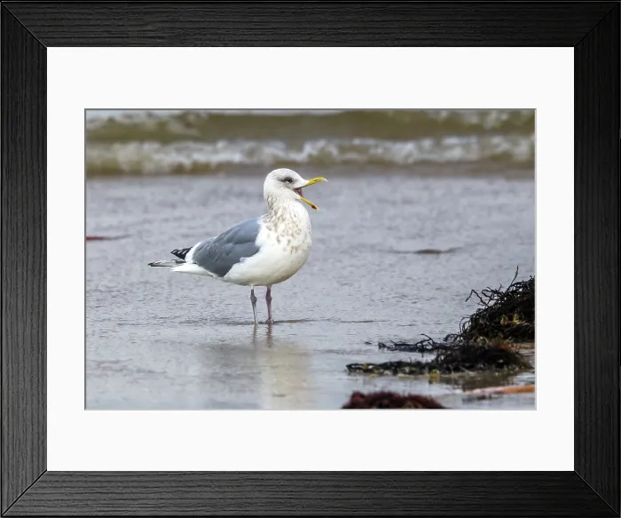 Framed Print : Thayer's Gull, Thayers Meeuw, Larus thayeri