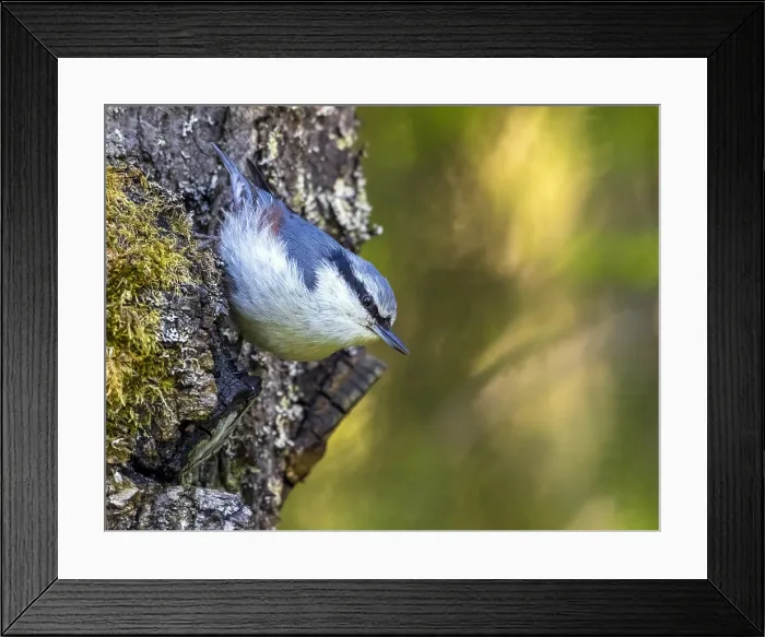Framed Print : Siberian Nuthatch, Siberische Boomklever, Sitta europaea asiatic
