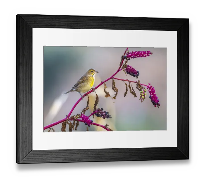 Framed Print : Dickcissel, Spiza americana