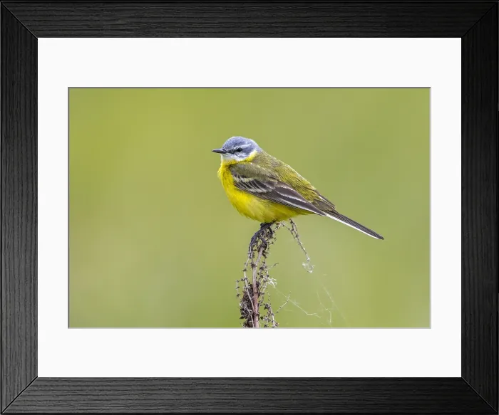 Framed Print : Beema Gele Kwikstaart, Syke's Wagtail, Motacilla flava beema