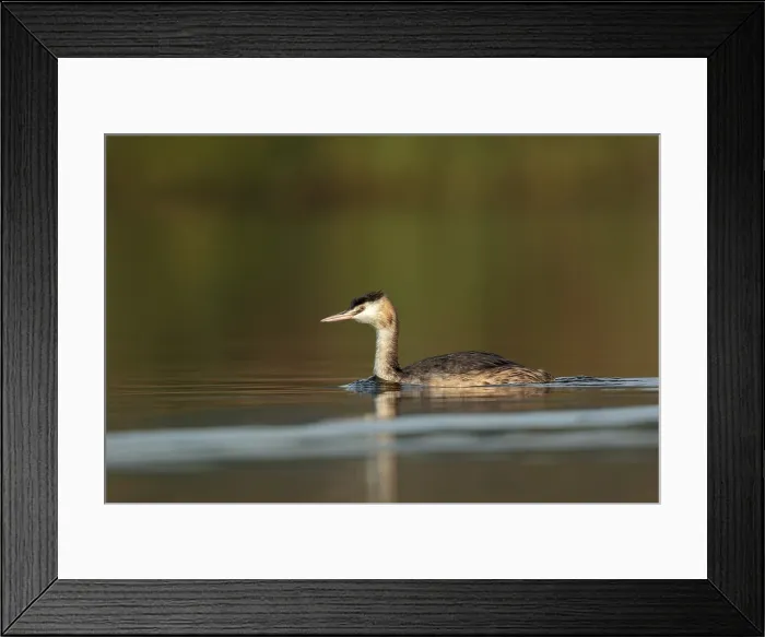 Framed Print : fuut; Great crested Grebe; Podiceps cristatus