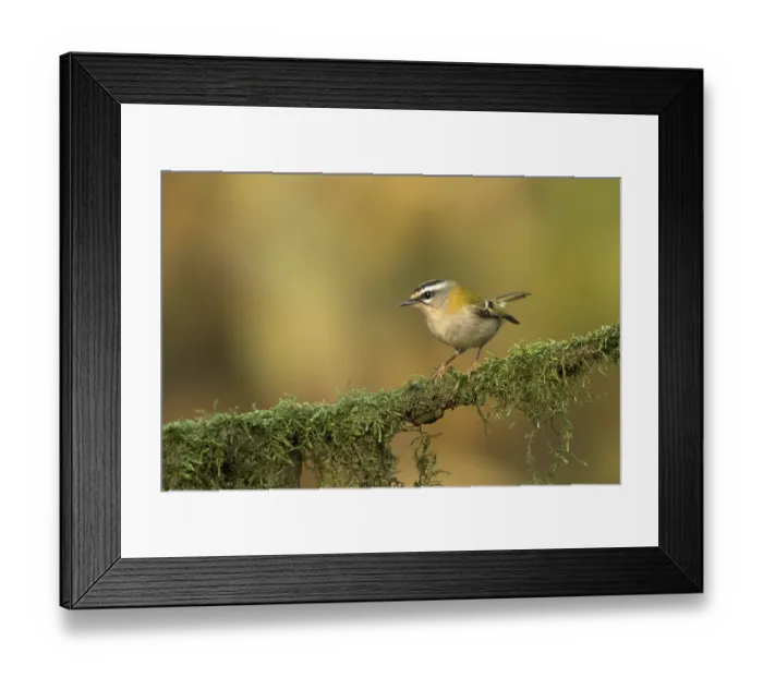 Framed Print : vuurgoudhaan; firecrest; regulus ignicapilla; Framed Print : vuurgoudhaan; firecrest; regulus ignicapilla;