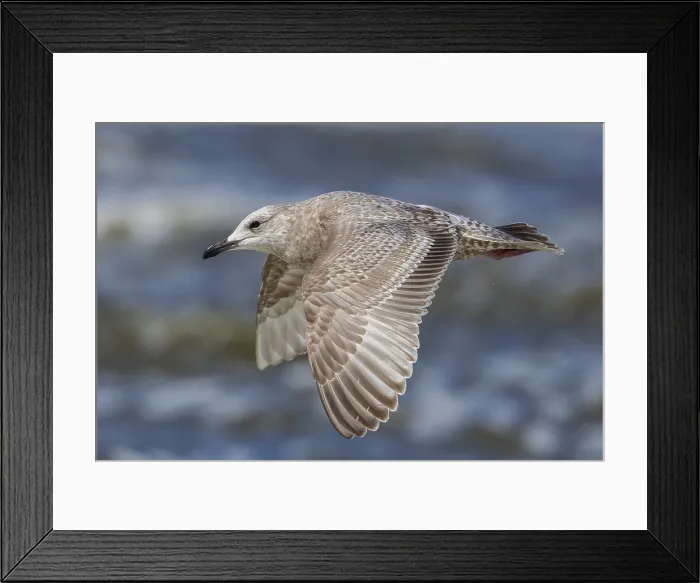 Framed Print : Thayer's Gull, Thayers Meeuw, Larus thayeri