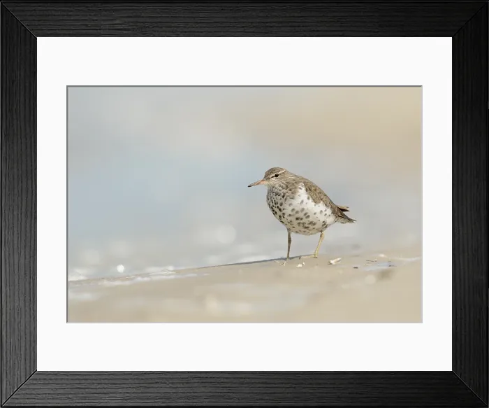 Framed Print : Amerikaanse Oeverloper, Spotted Sandpiper, Actitis macularius
