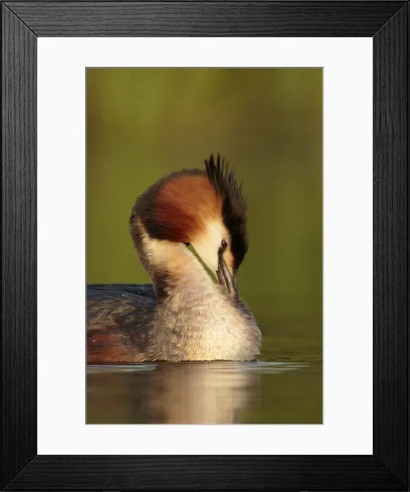 Framed Print : fuut; Great crested Grebe; Podiceps cristatus