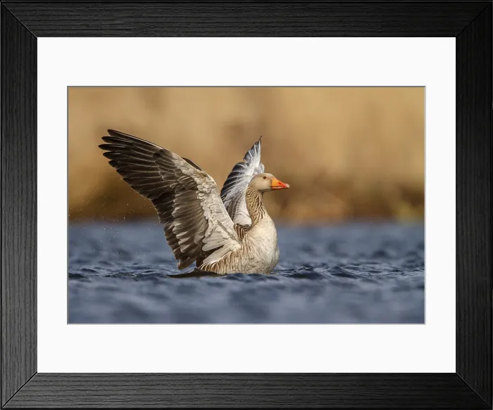 Framed Print : Grauwe gans; Greylag Goose; Anser anser