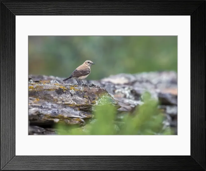 Framed Print : Western Black-eared Wheatear, Oenanthe hispanica