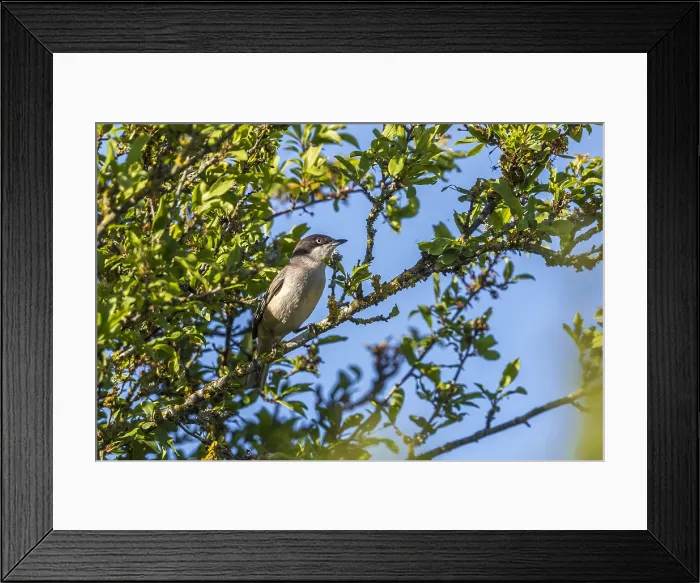 Framed Print : Western Orphean Warbler, Westelijke Orpheusgrasmus, Curruca hortensis hortensis