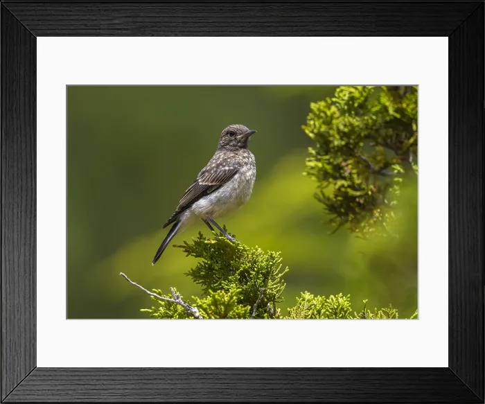 Framed Print : Cyprus Wheatear, Cyprustapuit, Oenanthe cypriaca Framed Print : Cyprus Wheatear, Cyprustapuit, Oenanthe cypriaca