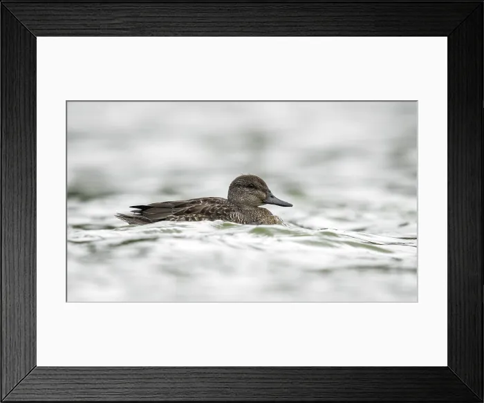 Framed Print : Green-winged Teal, Amerikaanse Wintertaling, Anas carolinensis