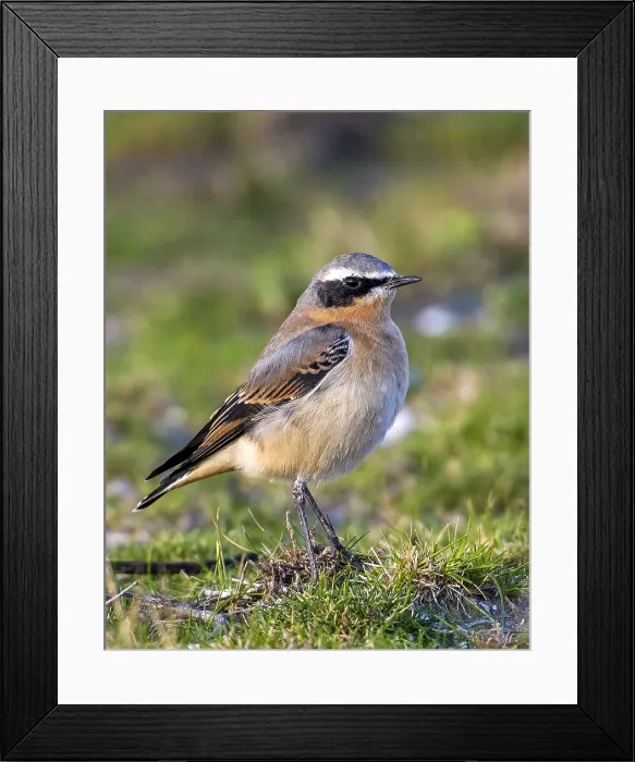 Framed Print : Greenland Wheatear, Groenlandse Tapuit, Oenanthe oenanthe leucorhoa Framed Print : Greenland Wheatear, Groenlandse Tapuit, Oenanthe oenanthe leucorhoa