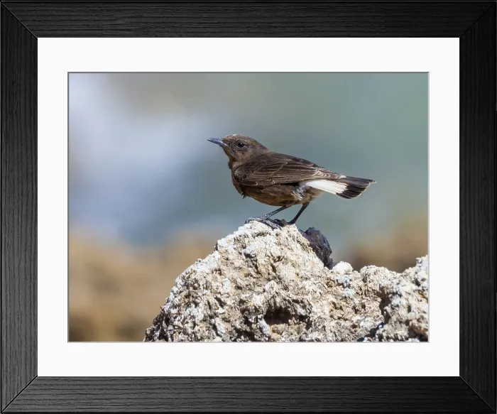 Framed Print : African Black Wheatear, Zwarte Tapuit, Oenanthe leucura riggenbachi