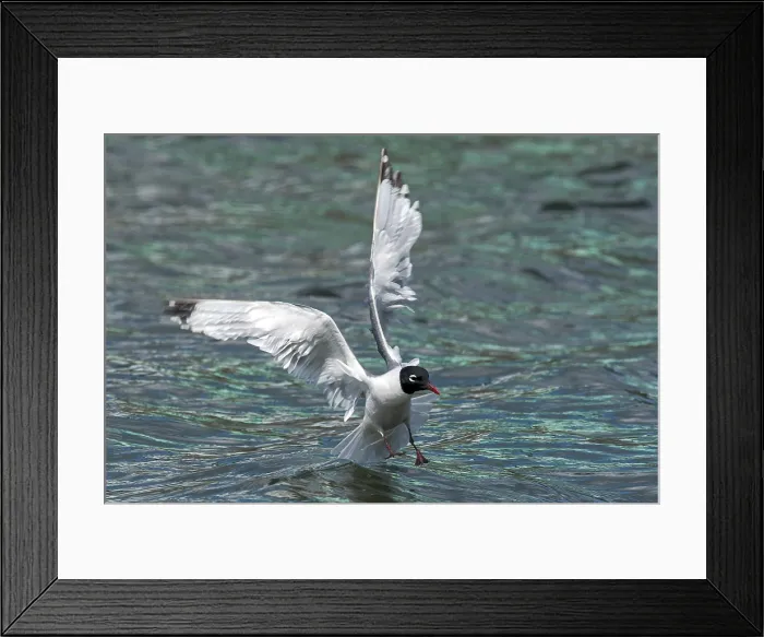 Framed Print : Franklin's Gull, Franklins Meeuw, Leucophaeus pipixcan