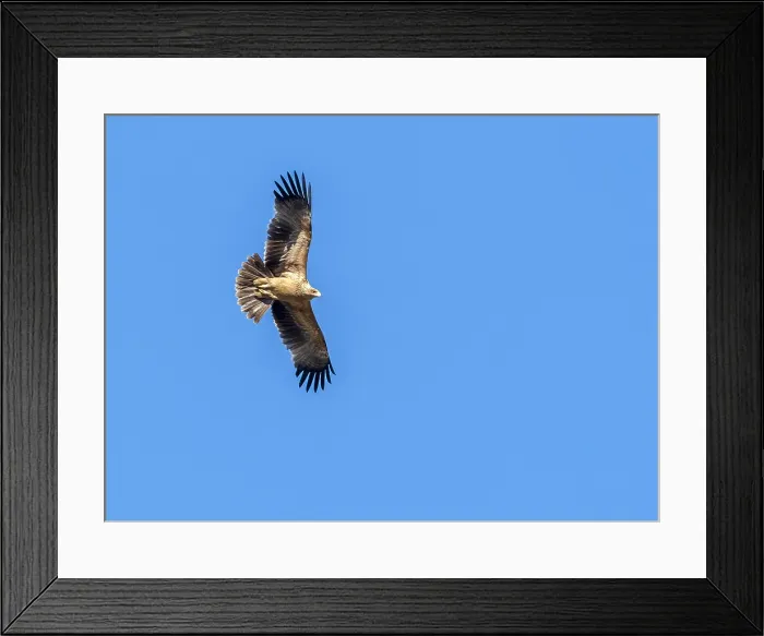Framed Print : Spanish Imperial Eagle, Spaanse Keizerarend, Aquila adalberti