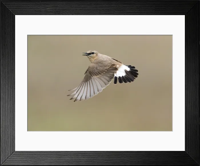 Framed Print : Isabelline Wheatear, Izabeltapuit, Oenanthe isabellina Framed Print : Isabelline Wheatear, Izabeltapuit, Oenanthe isabellina