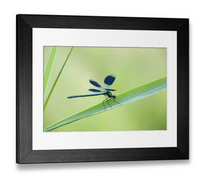 Framed Print : weidebeekjuffer; banded demoiselle; calopteryx splendens;