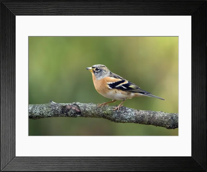 Framed Print : Keep; Brambling; Fringilla montifringilla Framed Print : Keep; Brambling; Fringilla montifringilla