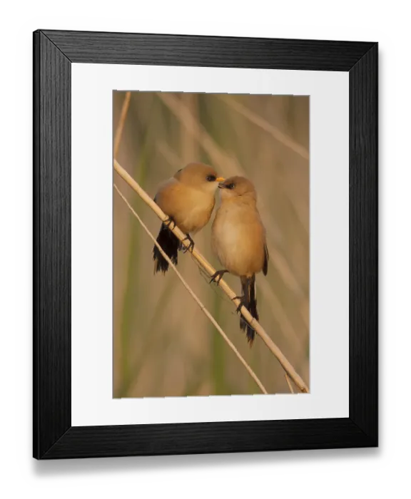Framed Print : Baardman, Bearded Tit, Panurus biarmicus