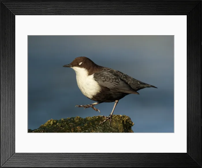 Framed Print : Zwartbuikwaterspreeuw; Black-bellied Dipper; Cinclus cinclus cin