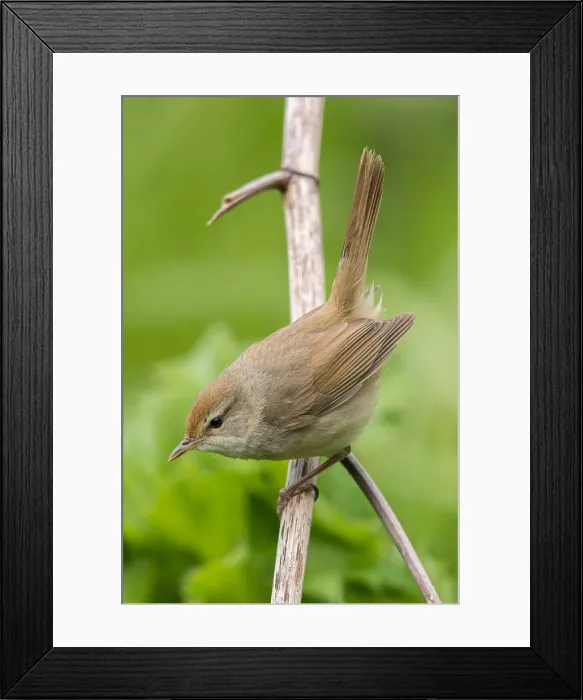 Framed Print : Manchurian Bush Warbler, Horornis canturians borealis