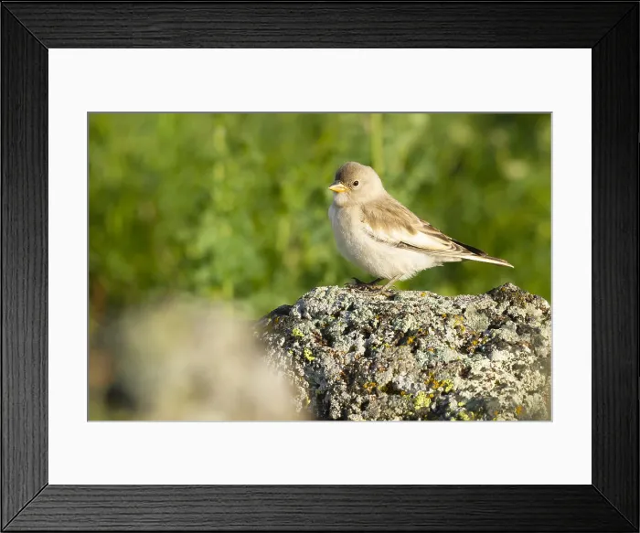Framed Print : Sneeuwvink, White-winged Snowfinch, Montifringilla nivalis