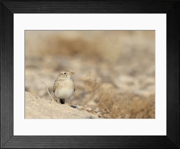 Framed Print : Arabian Lark, Eremalauda eremodites