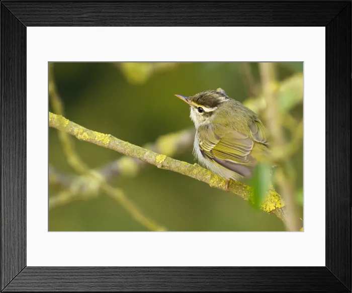 Framed Print : Kroonboszanger, Eastern Crowned Warbler, Phylloscopus coronatus
