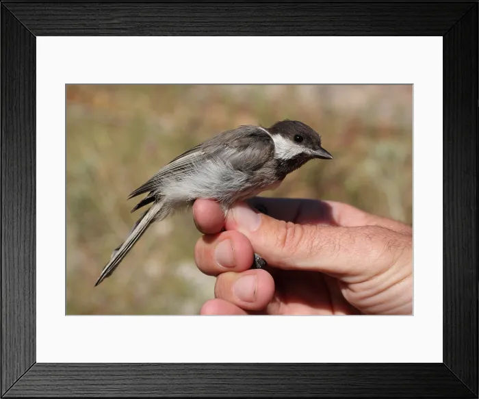 Framed Print : Rouwmees, Sombre Tit, Poecile lugubris