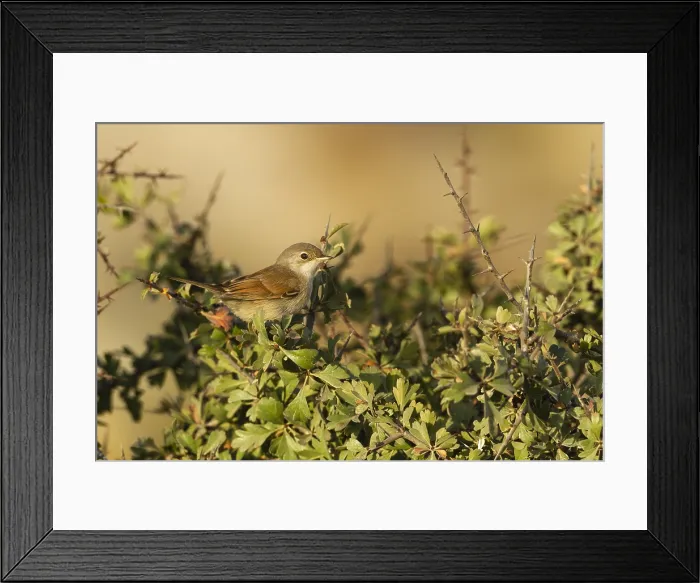 Framed Print : Brilgrasmus, Spectacled Warbler, Sylvia conspicillata