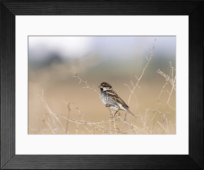 Framed Print : Spanish Sparrow, Spaanse Mus; Passer hispaniolensis