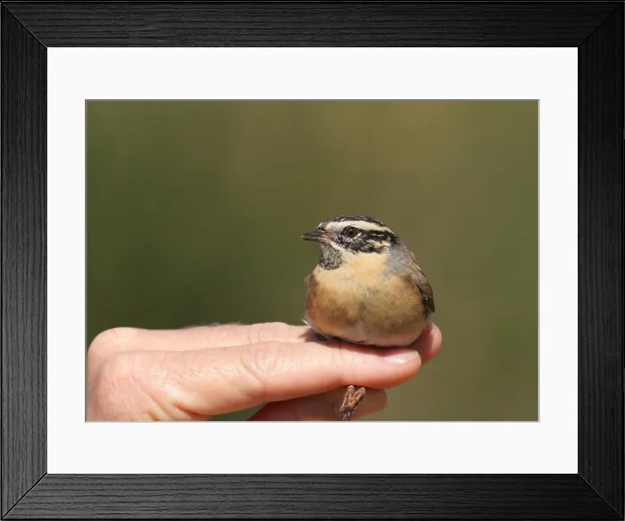 Framed Print : Zwartkeelheggenmus, Black-throated Accentor, Prunella atrogularis