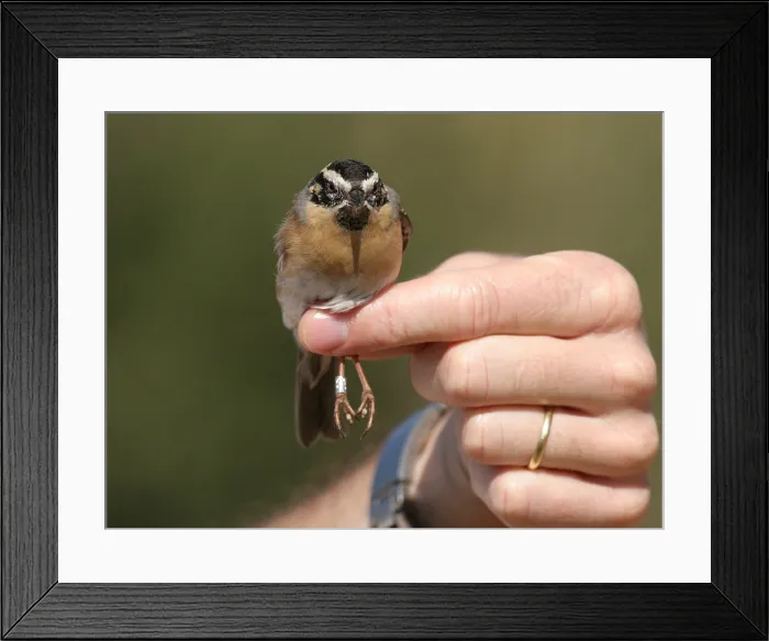 Framed Print : Zwartkeelheggenmus, Black-throated Accentor, Prunella atrogularis