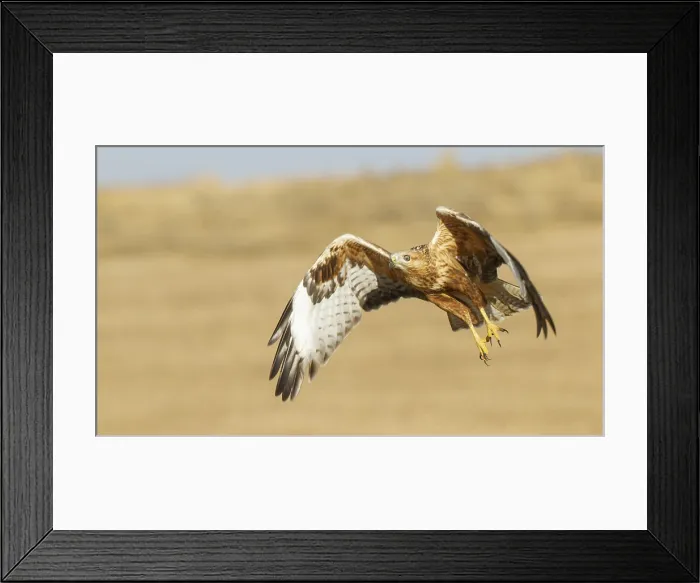 Framed Print : Long-legged Buzzard, Buteo rufinus Framed Print : Long-legged Buzzard, Buteo rufinus