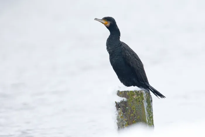 Framed Print : Aalscholver, Greater Cormorant, Phalacrocorax carbo
